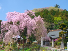 梅岩寺の桜