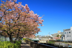 河津桜