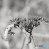 枯れ紫陽花（モノクロ）