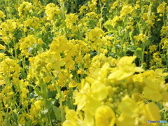 石神井公園に咲く菜の花2