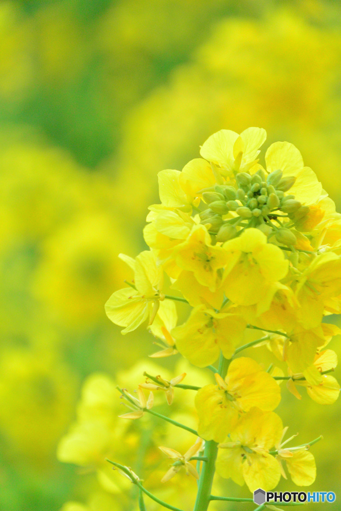 春の香り菜の花_１