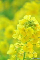 春の香り菜の花_１