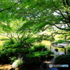 新緑の毛利庭園