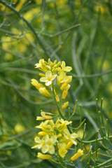 青汁の花