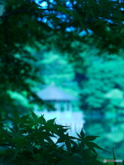 ６月の石神井公園01