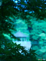 ６月の石神井公園01