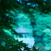 ６月の石神井公園01