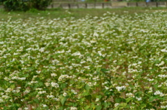 巾着田のコスモスと蕎麦の花5