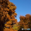 ラクショウの紅葉