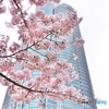 六本木ヒルズと桜 