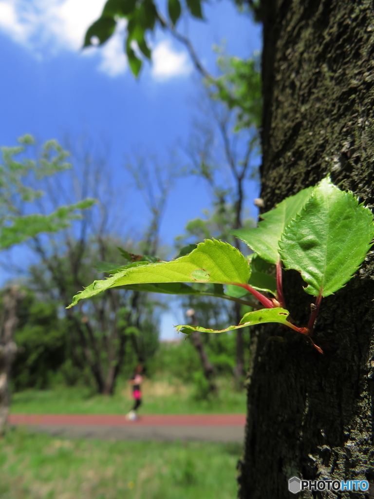 埼玉県営和光樹林公園4
