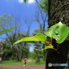 埼玉県営和光樹林公園4