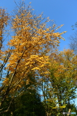 紅葉が始まった石神井公園5