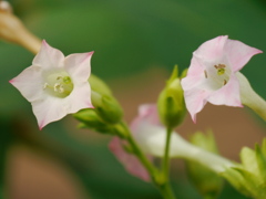 タバコの花