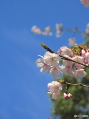 東綾瀬公園の桜1