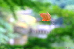 空中に浮く紅葉