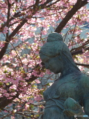 千鳥ヶ淵の修善寺寒桜1