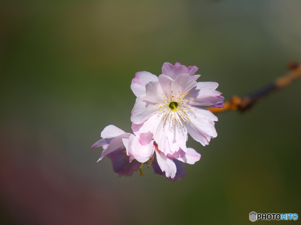 十月桜