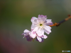 十月桜