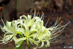 石神井公園の花3