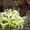 石神井公園の花3