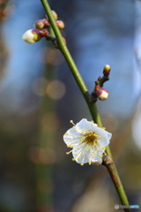 早春の香り、梅の花_１