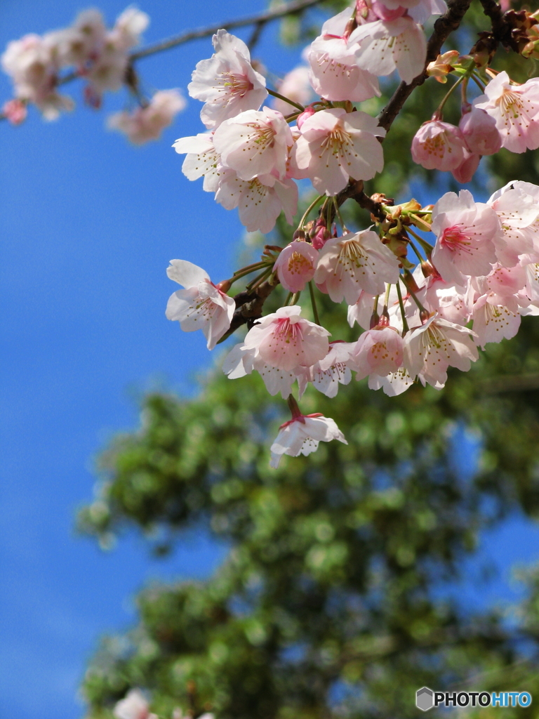 東綾瀬公園の桜3