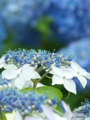 紫陽花の季節がやってきた02