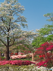 ツツジが咲く平成つつじ公園01