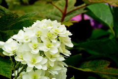 白山神社の紫陽花_2