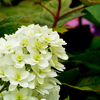 白山神社の紫陽花_2