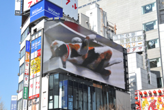 ゴロニャン