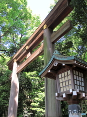 新緑の明治神宮3
