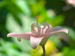 日比谷公園の百合_2