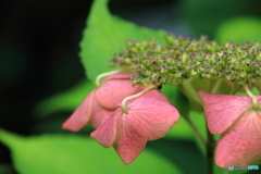 山紫陽花