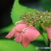 山紫陽花