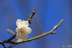 梅の花（小梅）