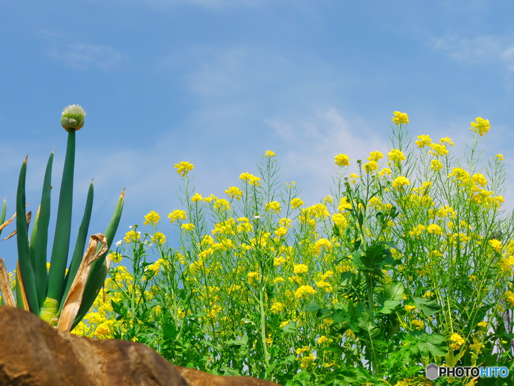 ねぎ坊主と菜の花