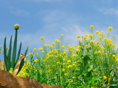 ねぎ坊主と菜の花