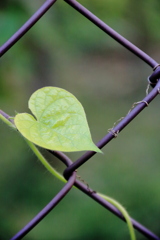 金網にひと葉