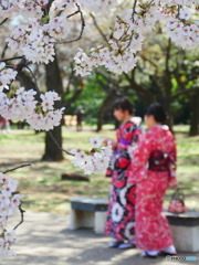 桜に着物