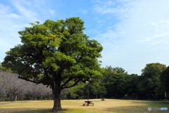 辰巳の森緑道公園