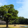 辰巳の森緑道公園