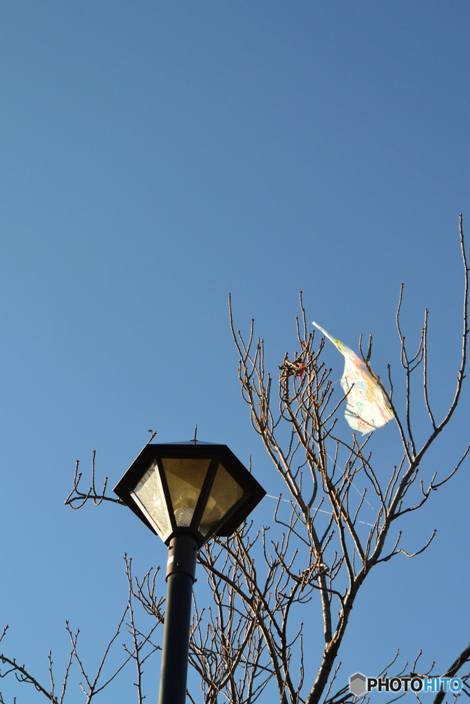 1月の石神井公園_2