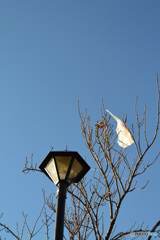 1月の石神井公園_2