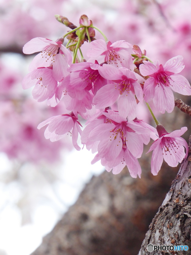 中野通りの桜2