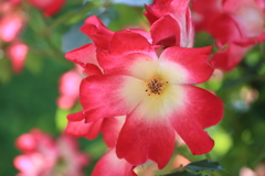 薔薇（カクテル）