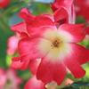 薔薇（カクテル）