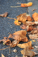 落ち葉