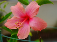 ハイビスカス ハイビスカス